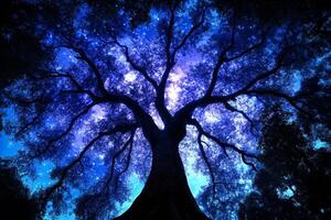 A tree with many branches and stars in the sky photo
