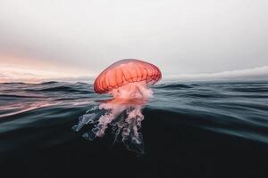 A jellyfish floating in the ocean at sunset photo
