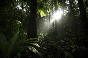 Sunlight shining through the trees in a tropical forest photo