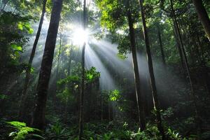 Sunlight shines through the trees in a tropical forest photo
