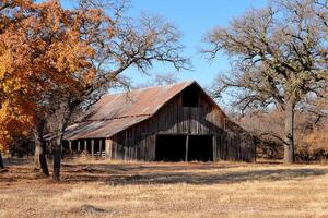 A barn with a rusty roof and a tree in the background photo