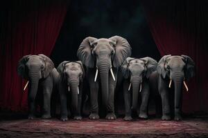 A group of elephants standing in front of a red curtain photo
