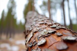 A close up of a tree trunk with a lot of lichen photo