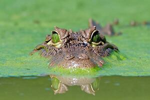 A crocodile's head is submerged in water photo