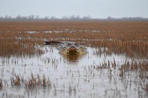 A large alligator is in the water in a marsh photo