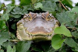 A large alligator peeking out from behind a tree photo