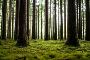 A forest with tall trees and green moss photo