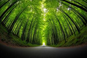 A road through a green forest with trees on both sides photo