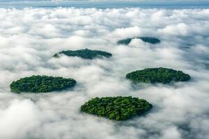 A group of trees in the clouds photo