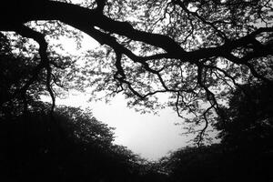 Black and white photograph of trees in the forest photo