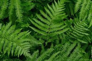 A large group of ferns in a forest photo