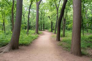 A dirt path through a forest of trees photo