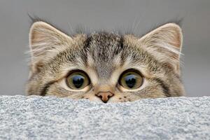 A cat peeking out from behind a wall photo
