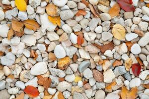 A pile of rocks and leaves with different colors photo