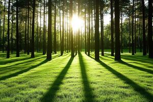 Sunlight shining through the trees in a green forest photo