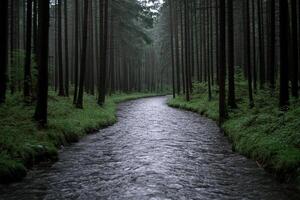 A stream runs through a forest on a foggy day photo