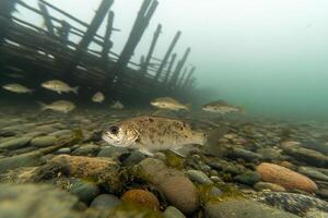 A fish swims near a wooden structure on the shore photo