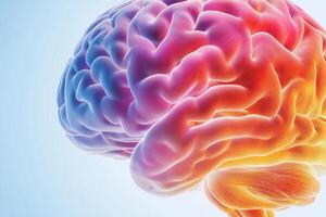 The brain is shown in a colorful image photo