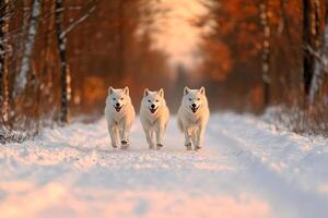 Three white husky dogs running in the snow photo