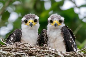 Two white and black birds sitting on top of a nest photo