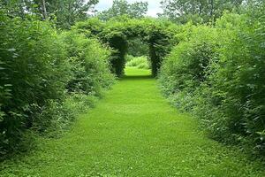 A path through a lush green field photo