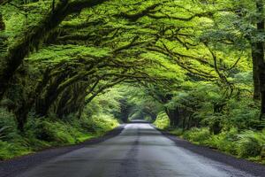 A road with trees and a tunnel in the middle photo