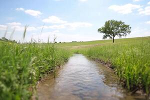 A stream runs through a field with a tree in the background photo