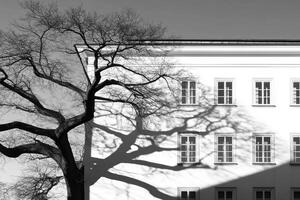 A black and white photo of a tree casting a shadow on a building