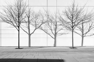 Three trees cast shadows on a wall photo