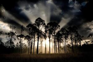 The sun shines through the trees in a dark forest photo