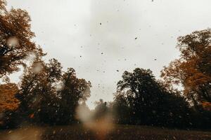 A view of the trees in the fall photo