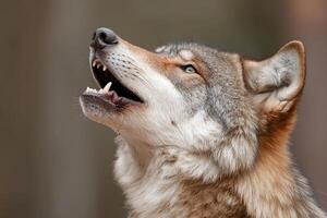 A wolf is looking up with its mouth open photo