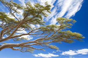 A tree with a blue sky and clouds in the background photo