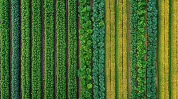Vibrant rows of crops and greenery in a field during daylight hours showcasing a variety of plants and farmland patterns photo