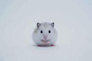 A fluffy hamster sitting on a white background, showcasing a surprised expression with soft studio lighting illuminating its features photo