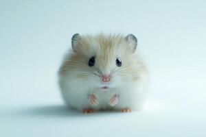 A fluffy hamster looking surprised against a clean white background with soft studio lighting in a minimalist setting photo