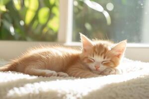 Ginger kitten napping on a soft bed in a bright room with gentle daylight creating a peaceful atmosphere photo