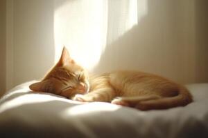 A ginger kitten peacefully napping on a soft bed in a bright room illuminated by gentle daylight photo