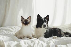Siamese cat and black-and-white border collie sitting together expressively on minimalist backdrop with soft shadows photo