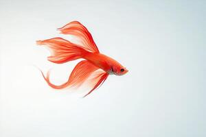 Vibrant betta fish with flowing red fins swims gracefully in soft studio lighting against a clean white backdrop photo