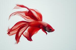 A vibrant betta fish with flowing red fins swimming gracefully against a soft white background in a well-lit studio setting photo