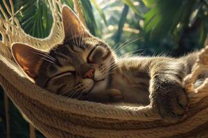 A brown tabby cat peacefully sleeping in a hammock surrounded by greenery and soft sunlight while enjoying a moment of relaxation photo