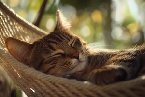 A brown tabby cat enjoys a peaceful nap in a hammock under soft sunlight surrounded by greenery photo