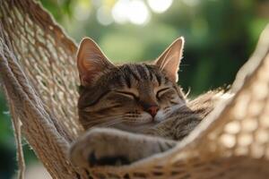 A brown tabby cat sleeps peacefully in a hammock surrounded by greenery and soft sunlight in a tranquil setting photo