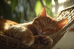 A brown tabby cat enjoying a serene nap in a hammock under soft sunlight surrounded by lush greenery photo