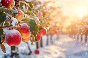A sunlit winter orchard with snow-covered apple trees and vibrant fruits during a bright snowy day photo