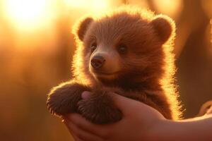 A fluffy bear cub curiously gazes while cradled in gentle hands during a serene sunset outdoors photo