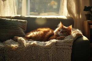 A fluffy cat peacefully resting on a cozy couch wrapped in a knitted blanket as sunlight fills the room with warmth photo