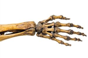 Close-up of a skeletal hand showcasing detailed bone structure on a white background, highlighting anatomy and human anatomy study photo