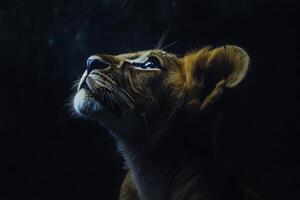 A young lion gazes upward, illuminated by rim lighting against a dark background, capturing the essence of wildlife in a moment of quiet reflection photo